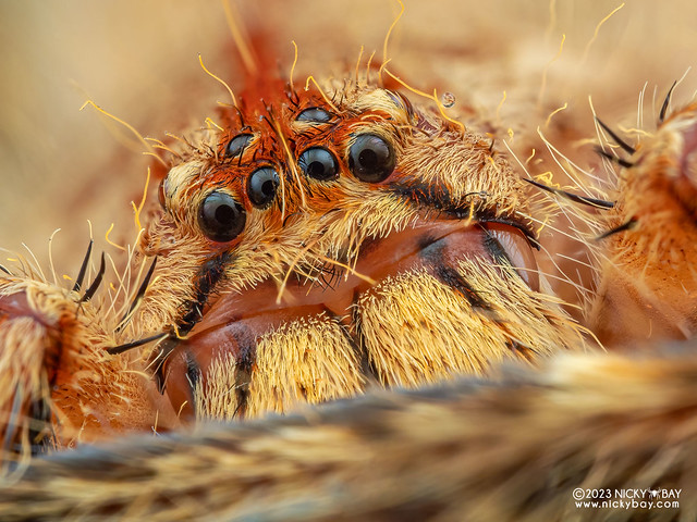 Huntsman spider (Heteropoda davidbowie) - P4096437