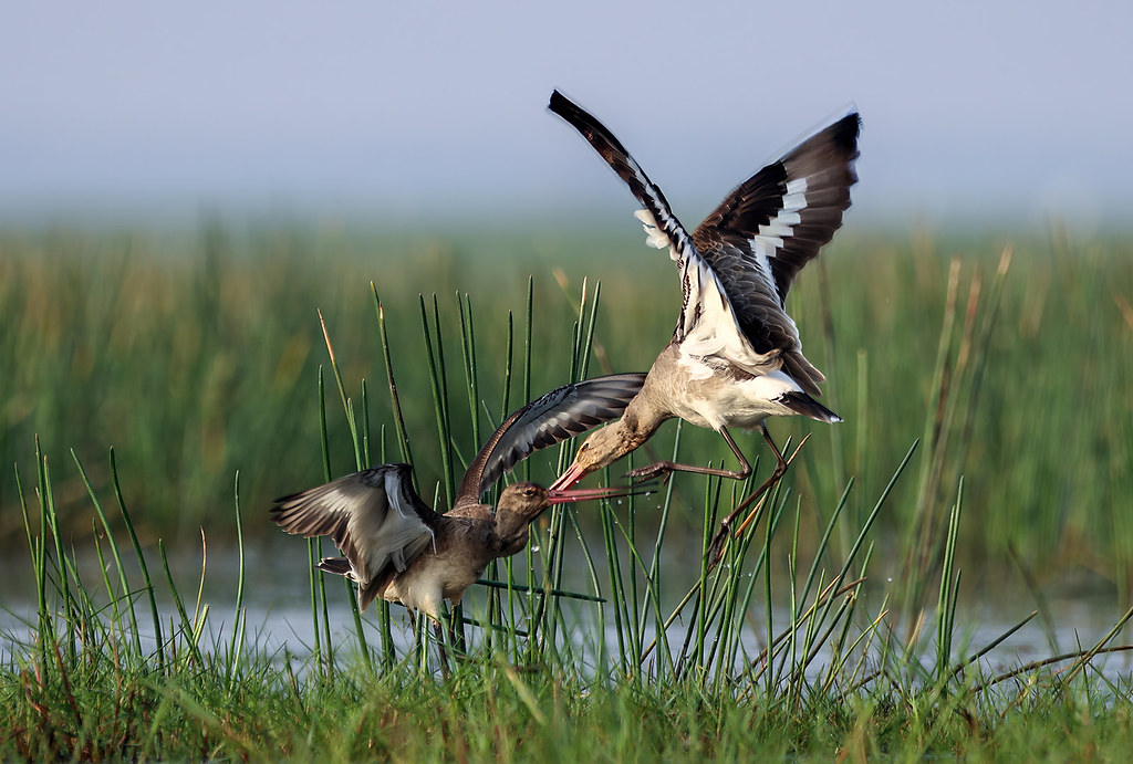 Godwit Fight | Barath Karthi R K | Flickr