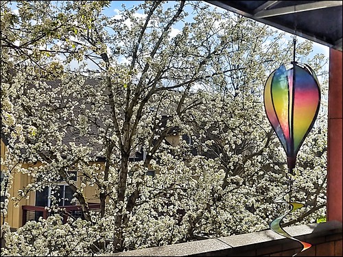 windowwednesday treemendoustuesday blossomtree balloonmobile russellvillepark southeastportland
