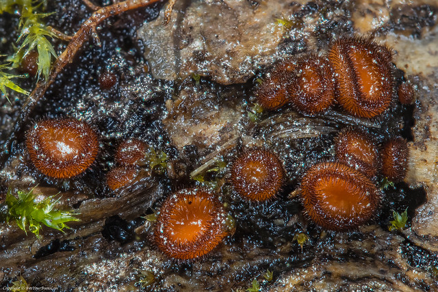 Common Eyelash Fungus (Scutellinia scutellata)