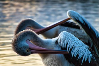 Pelicans at the lake