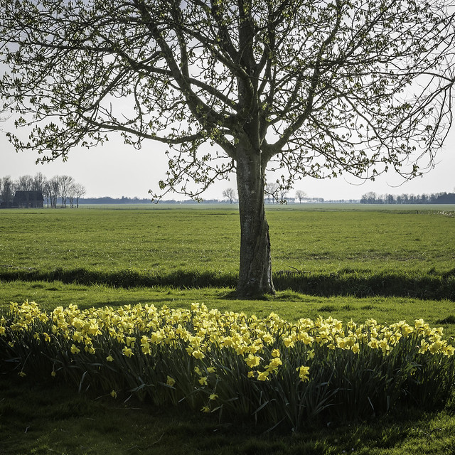 Tree and Daffodils