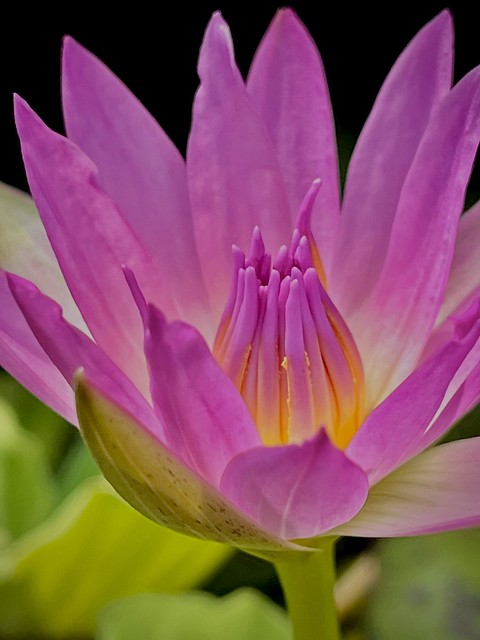 Magnificent Lotus