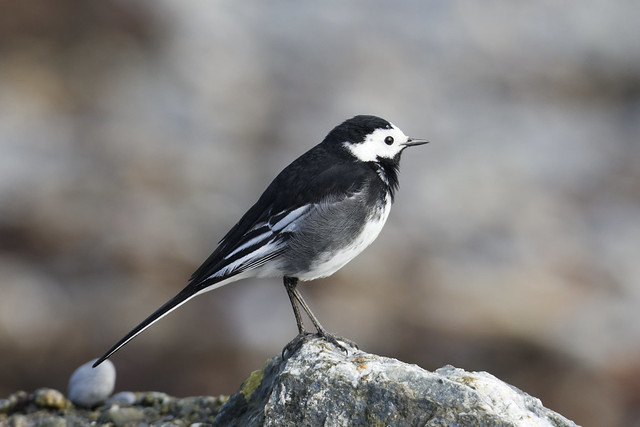 Cooley Pied Wagtail