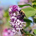 bumble in the lilacs