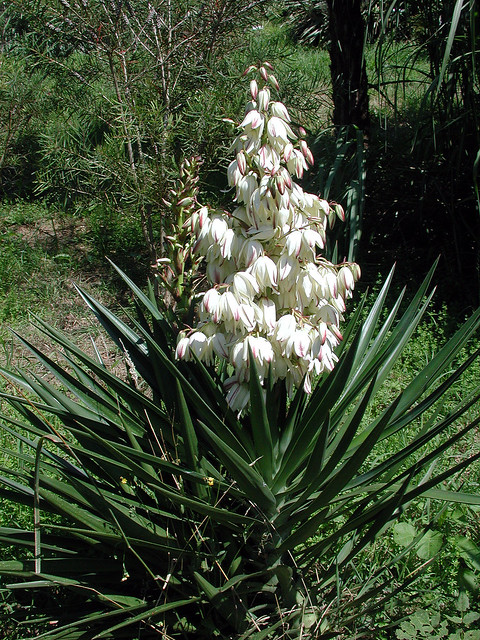 Yucca aloifolia L. 1753 (ASPARAGACEAE).