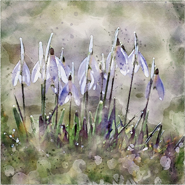 Snowdrops in Meadow I