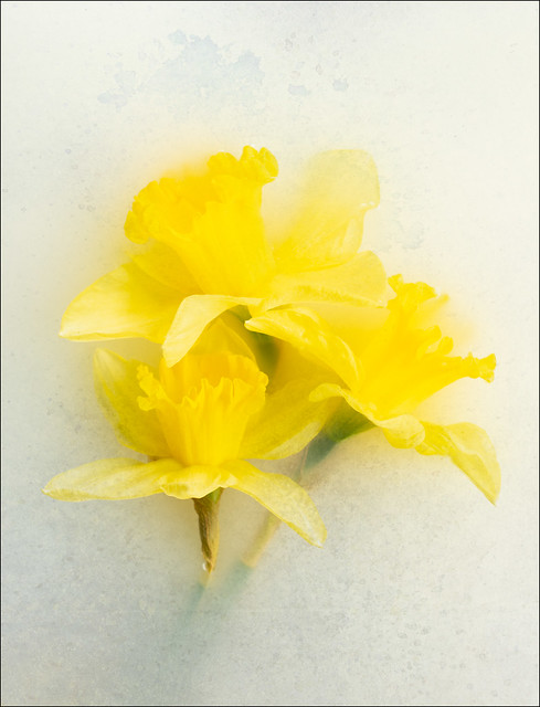 daffodils with texture