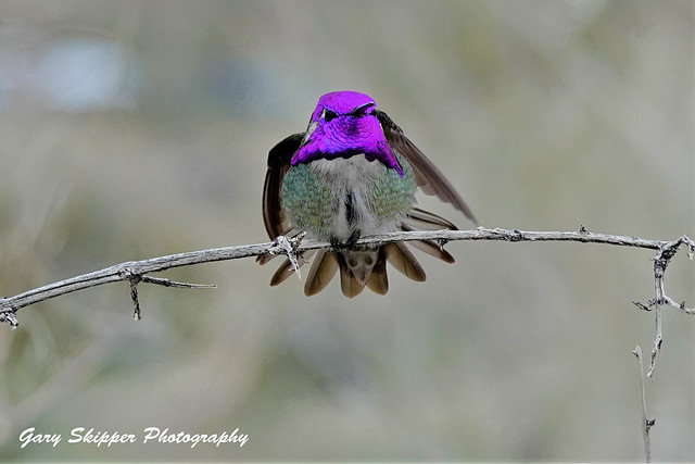Costas hummingbird flaunts it-Anza Borrego dsp