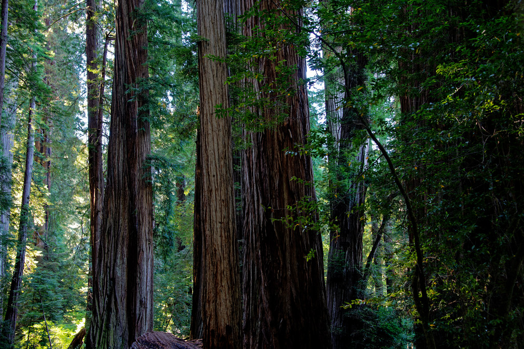 The Trees Have Given to the Wind Their Melodies (Jedediah Smith Redwoods State Park)