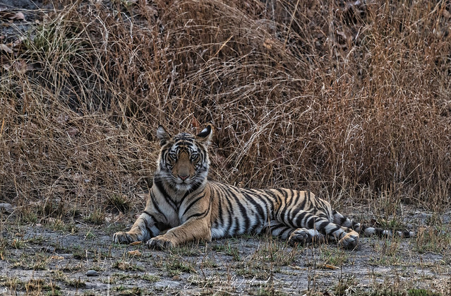 Young Male Tiger , Bandhavgarh NP india.