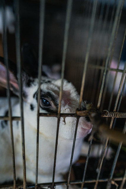 A rabbit peers through the gaps in the wire of their barren cage at a small-scale rabbit farm in Bali, Indonesia. Visible on her forehead is a bald and irritated patch of skin, a result of a lack of space inside her enclosure, which causes her to constant