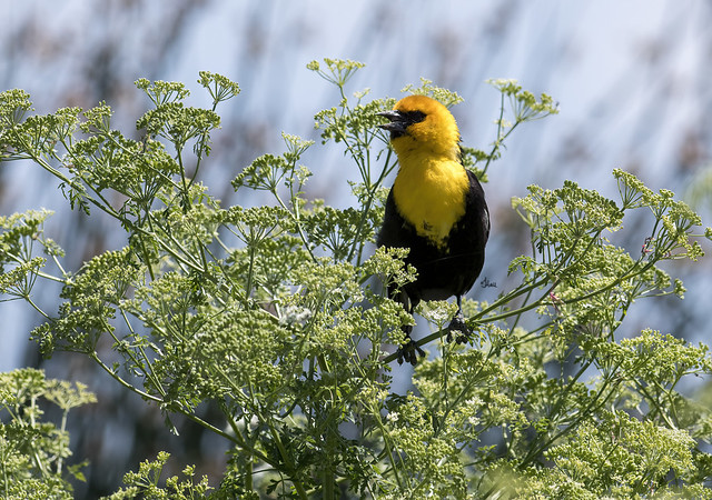 Yellow-headed Blackbird - 0941b+