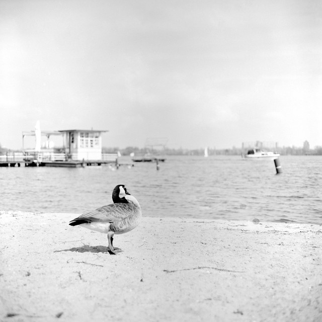 Goose on the Beach