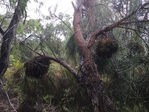 Rained-Out Short Loop Walk - Peaceful Bay, Western Australia