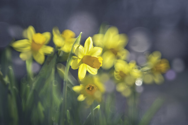 Sweet Daffodil Bokeh