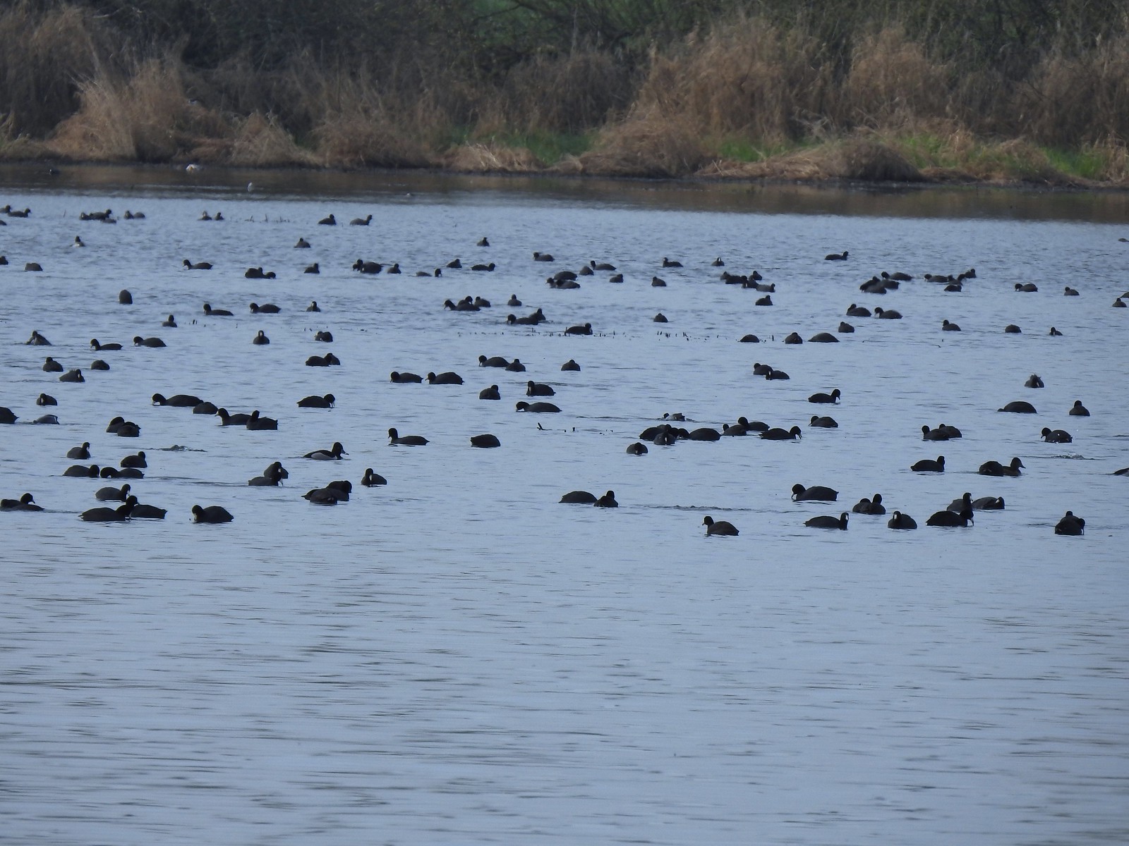 American coots and some ducks