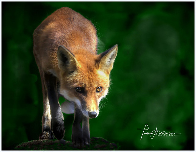 Curious Young Fox