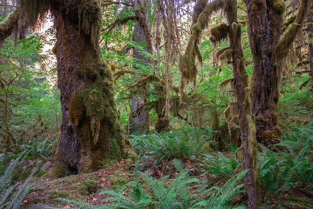 Hoh Rainforest Morning Hike | Olympic National Park, Washington, USA
