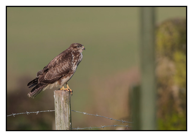 Buzzard on a post (Buteo buteo) 2 clicks for large
