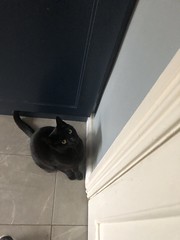 Shadow owns the house