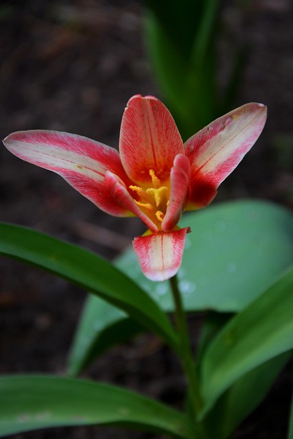 little tulip :)