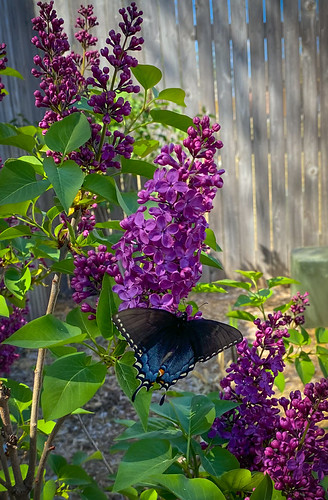 Butterfly Hide n Seek | by Angles & Edges