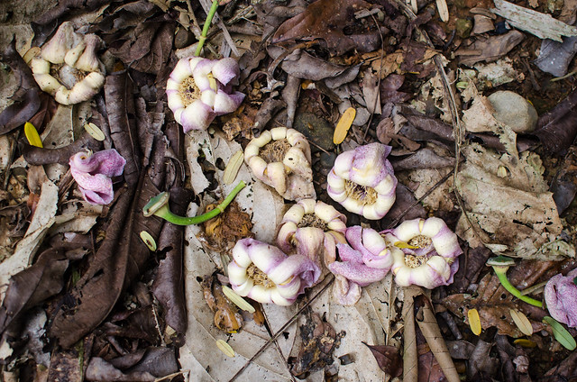 Gustavia superba flowers on forest floor