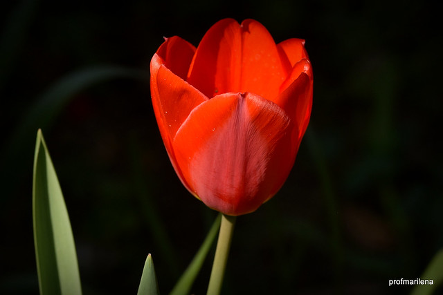 DSC_5654-001  red tulip from my garden