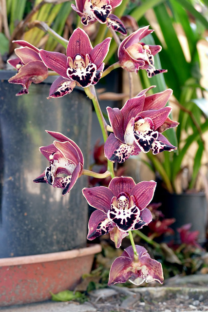 Cymbidium Leroy Naia peloric hybrid orchid