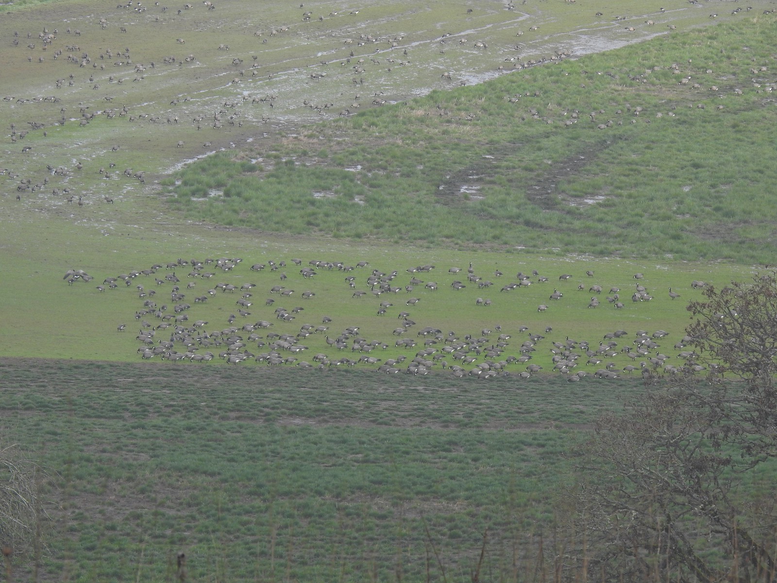 Lots of geese