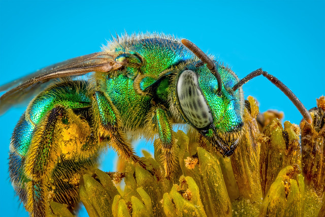 Agapostemon splendens (Brown-winged Striped-Sweat bee) - ♀