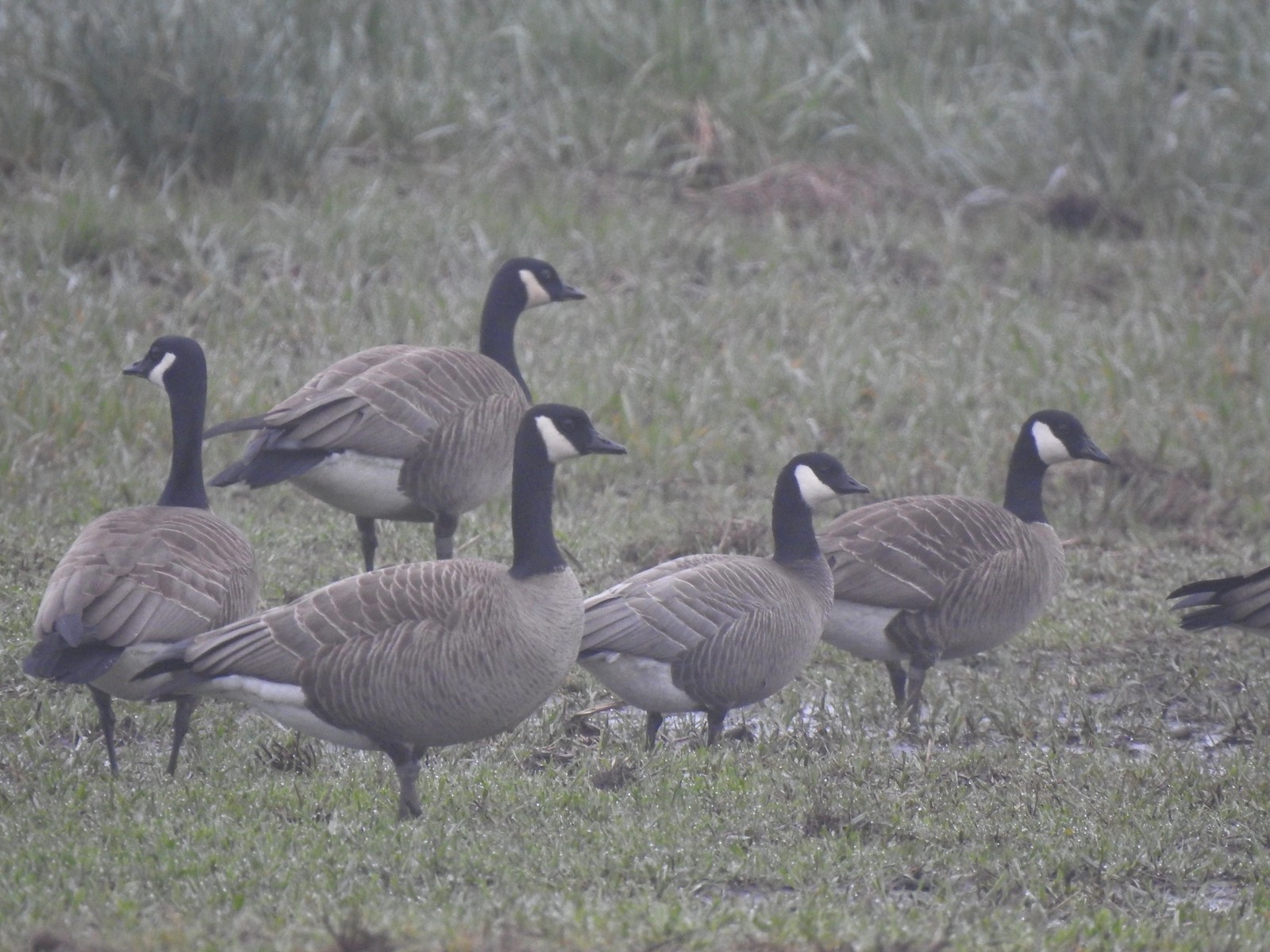 A cackling goose in with Canada geese