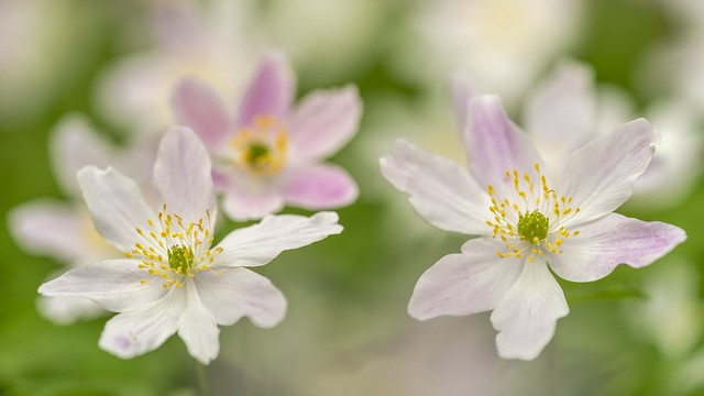 *in the wood anemone forest*
