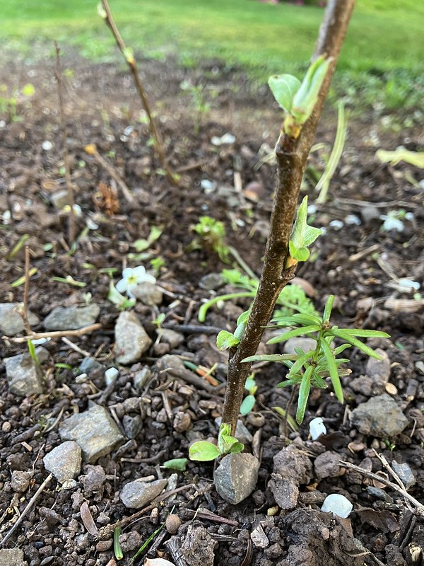 The sticks I used to mark the yew seedlings have sprouted leaves….