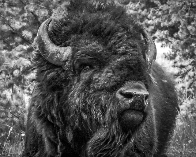 Staring down a Bison