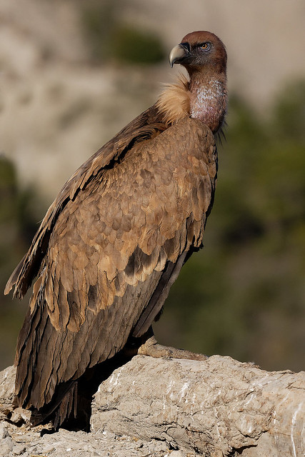 Vautour fauve - Gyps fulvus - Griffon Vulture - Gänsegeier - Buitre Leonado - Grifone