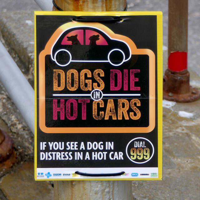 DOGS DIE IN HOT CARS