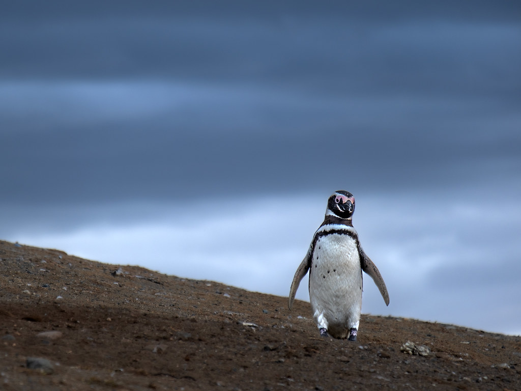 Penguins, Magdalena Island, Punta Arenas
