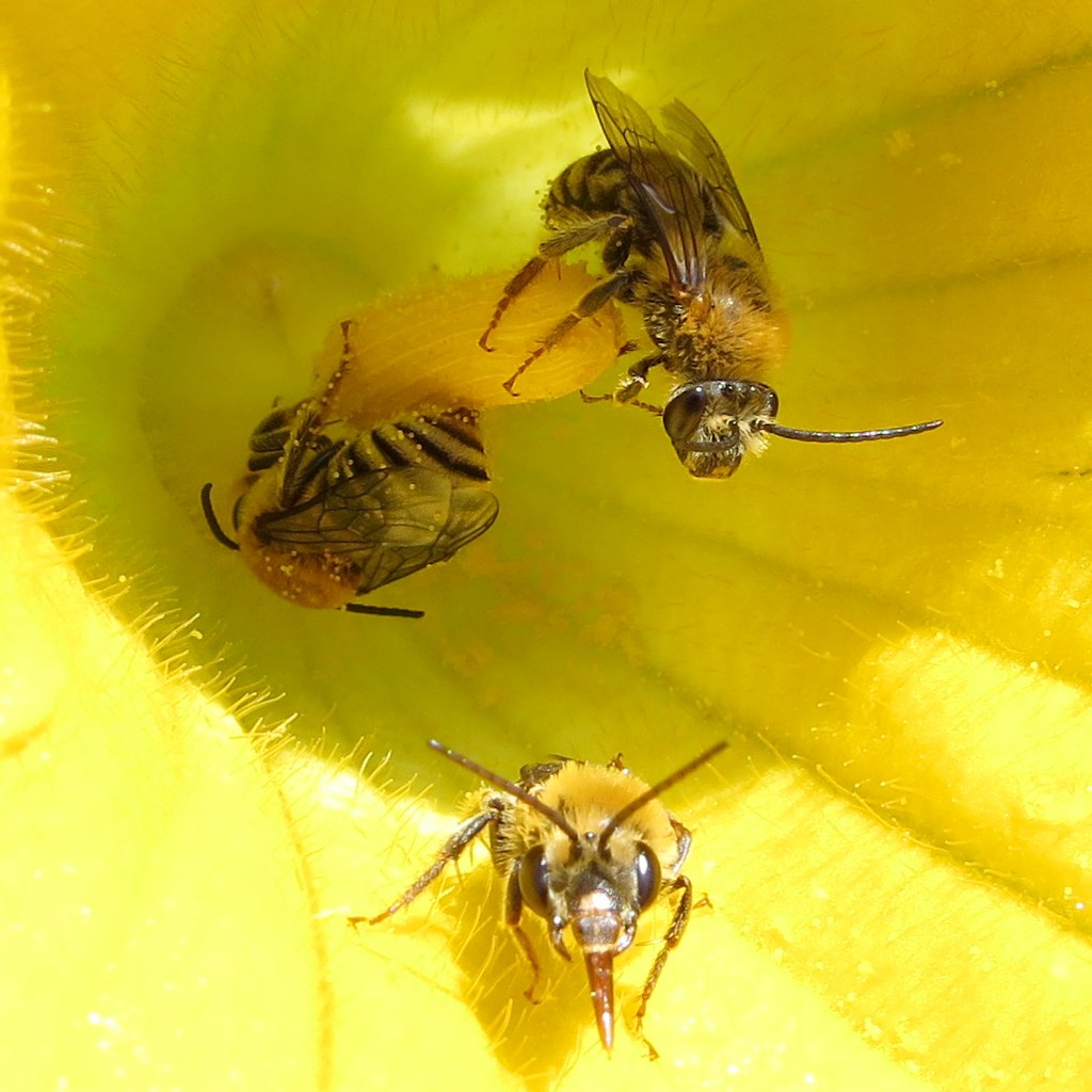 Peponapis_pruinosa_-_Pruinose_Squash_Bee_01