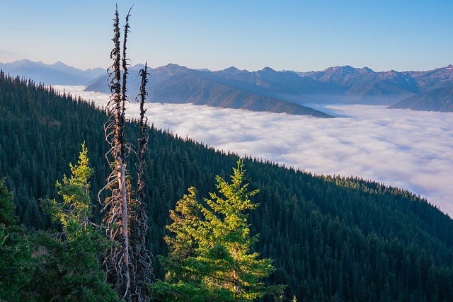 Morning hike above the clouds | Hurricane Hill via Hurricane Ridge, Olympic National Park, Washington, USA