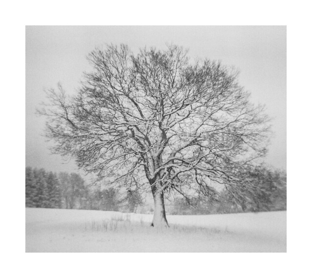 Snowy oak tree