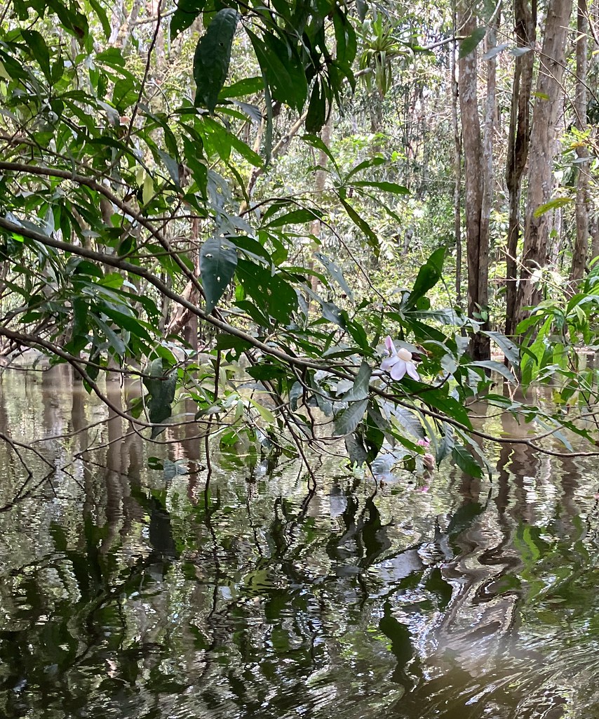 flower, flooded forest