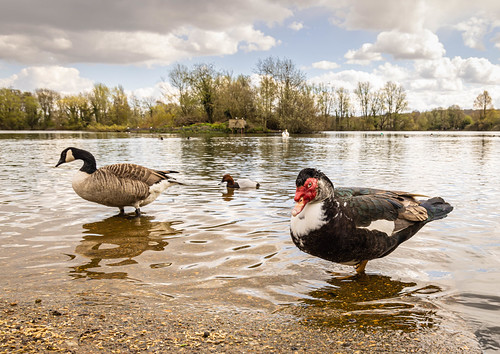 Waterfowl at Thatcham-3914-Edit.jpg | by Parapan