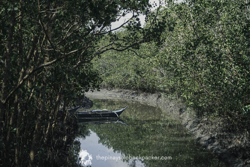 silonay mangrove forest