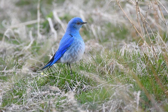 Mountain Blue bird (Sialia currucoides)