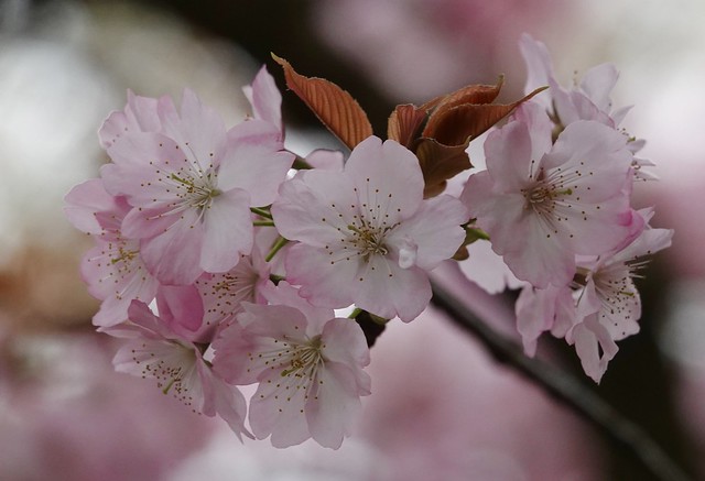Cherry blossoms, 金沢, 兼六園, Kanazawa Kenrokuen, Japan, 0406, 2023