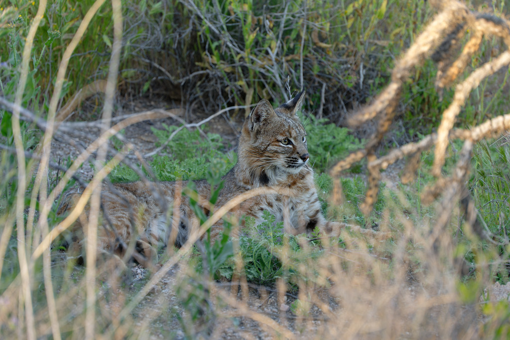 A bobcat relaxes in the shadows on the Brown's Ranch Road trail in McDowell Sonoran Preserve in Scottsdale, Arizona on April 9, 2023. Original: _Z724497.NEF