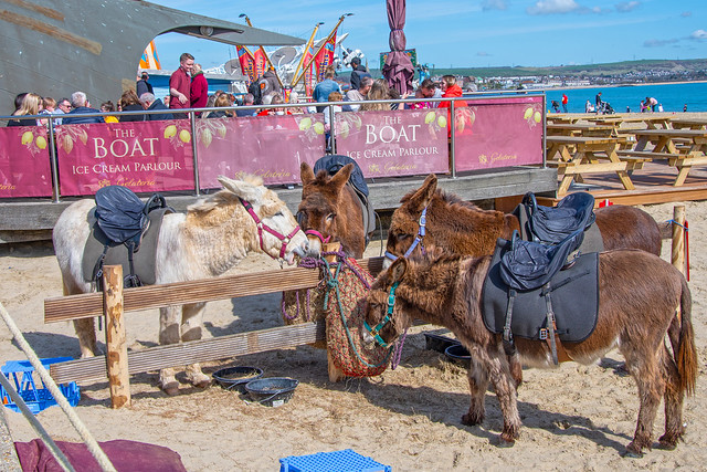 Time to graze for tourists and donkeys alike, Weymouth Beach