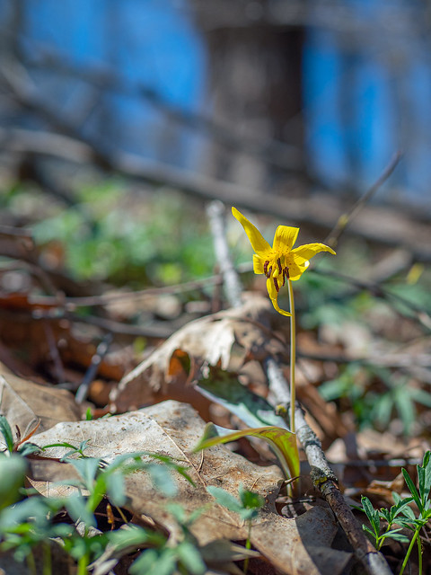 trout lilies are up